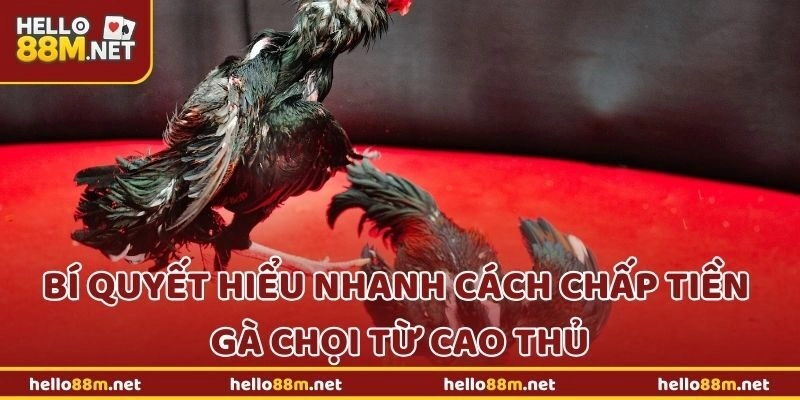 Bí quyết hiểu nhanh cách chấp tiền gà chọi từ cao thủ