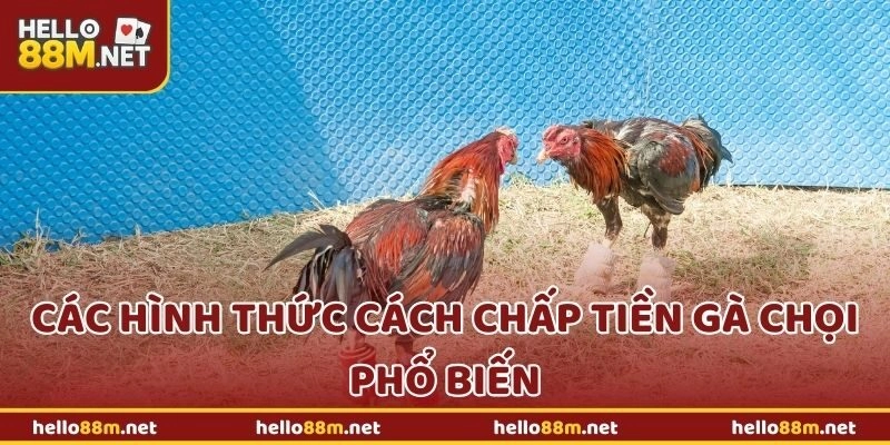 Các hình thức cách chấp tiền gà chọi phổ biến