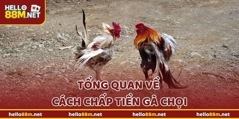 Tổng quan về cách chấp tiền gà chọi